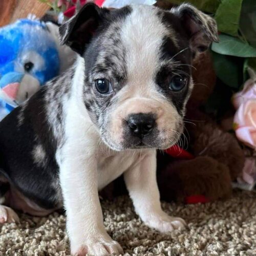 Boston Terrier Puppies (11) Kiara(Female)