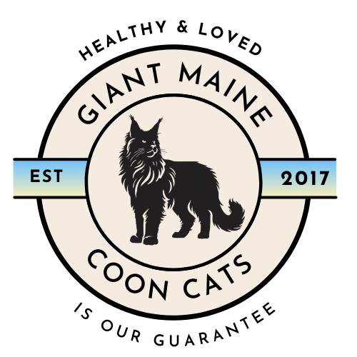 Maine Coon Havens