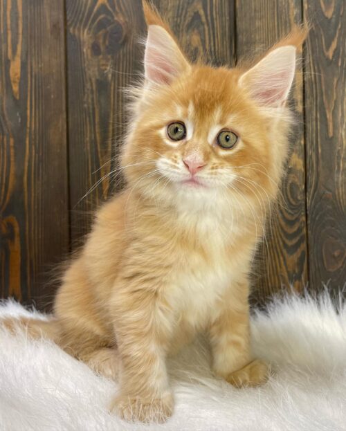 GINGER GINGER (Male)