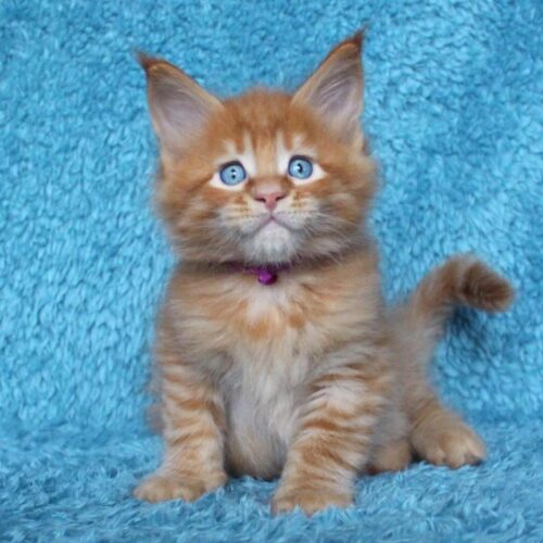 JASMINE JASMINE (Female)