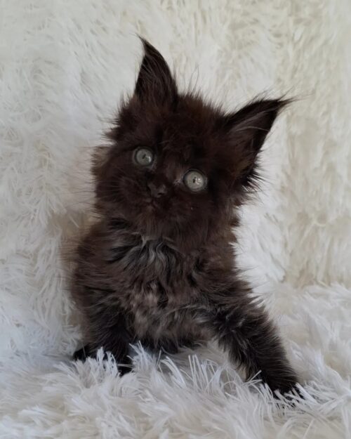 MONA LISA MONA LISA (Female)