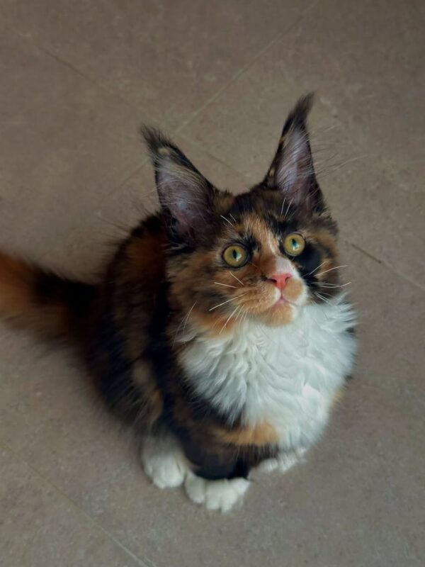 WhatsApp Image 2025-08-15 at 1.15.16 AM (1) DAN (Male)