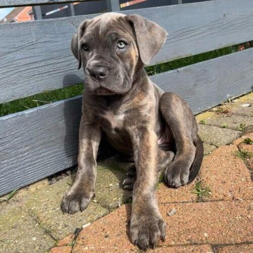 IMG-20251128-WA0066 Kidi