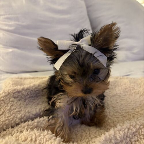 IMG-20251128-WA0070 Dela