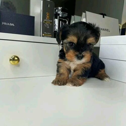 cdb43b89e7f3948e967d432b58fd5ef7 Bella